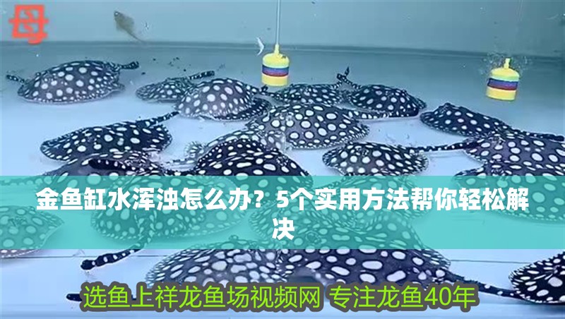 金魚缸水渾濁怎么辦？5個實用方法幫你輕松解決