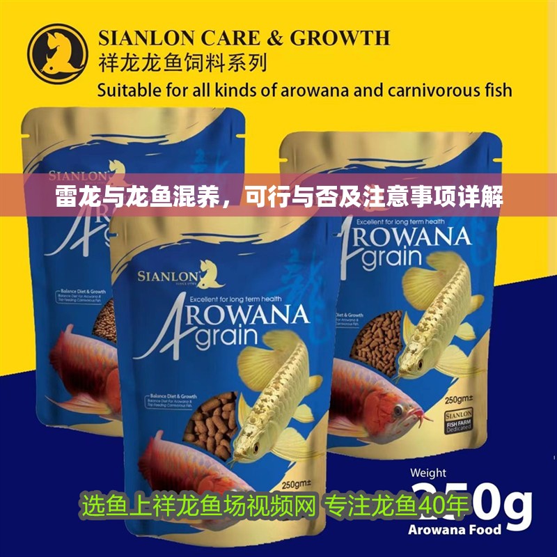 雷龍與龍魚混養，可行與否及注意事項詳解