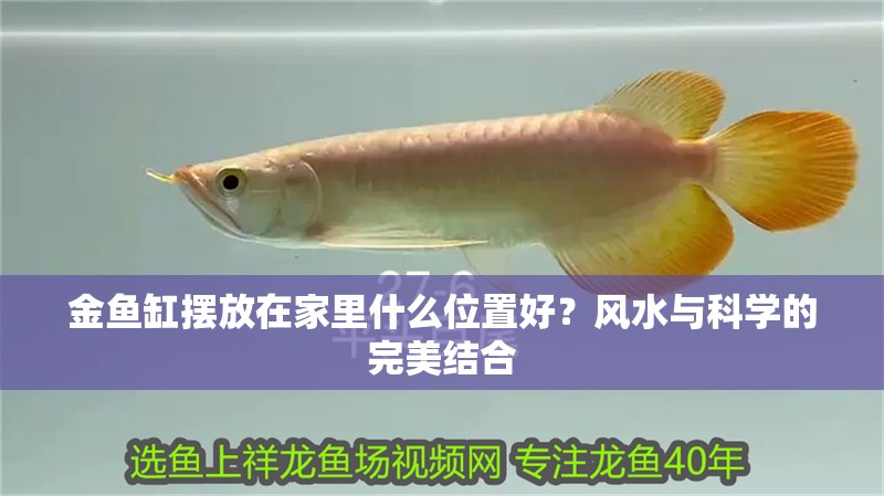 金魚缸擺放在家里什么位置好？風水與科學的完美結合