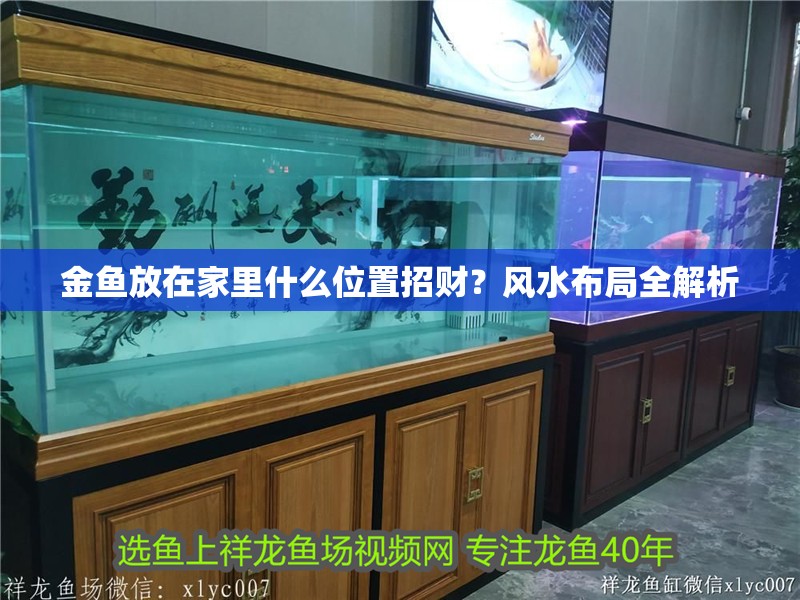 金魚放在家里什么位置招財？風水布局全解析 金魚放在家里什么位置招財？風水布局全解析 龍魚百科 第2張