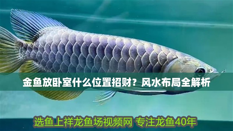 金魚放臥室什么位置招財？風水布局全解析