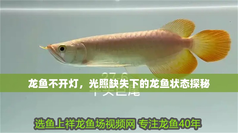 龍魚不開燈，光照缺失下的龍魚狀態(tài)探秘