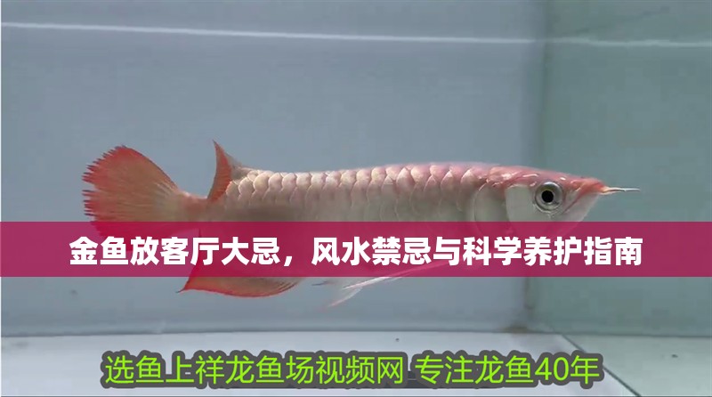 金魚放客廳大忌，風水禁忌與科學養護指南