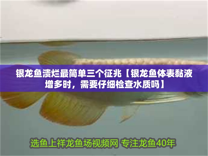 銀龍魚潰爛最簡單三個征兆【銀龍魚體表黏液增多時，需要仔細檢查水質(zhì)嗎】