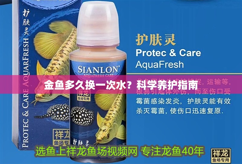 金魚多久換一次水？科學養護指南 金魚多久換一次水？科學養護指南 龍魚百科 第1張