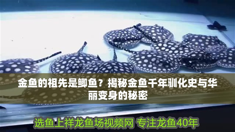 金魚的祖先是鯽魚？揭秘金魚千年馴化史與華麗變身的秘密