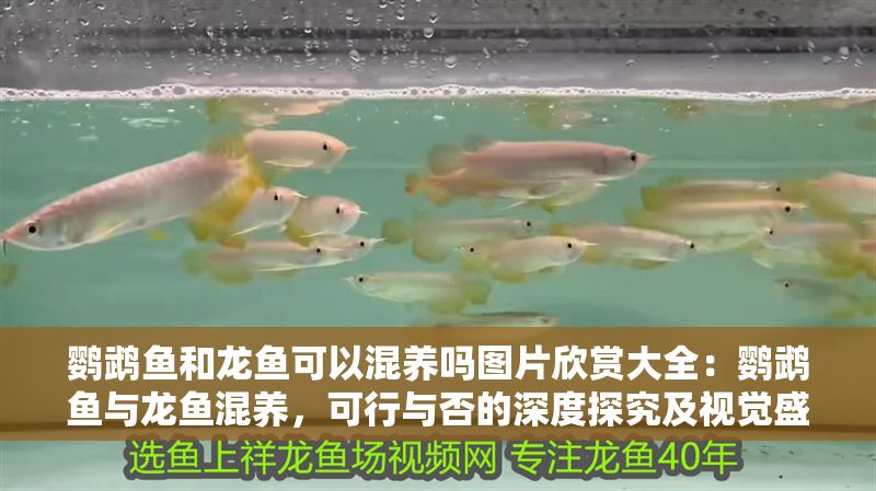 鸚鵡魚和龍魚可以混養(yǎng)嗎圖片欣賞大全：鸚鵡魚與龍魚混養(yǎng)，可行與否的深度探究及視覺盛宴
