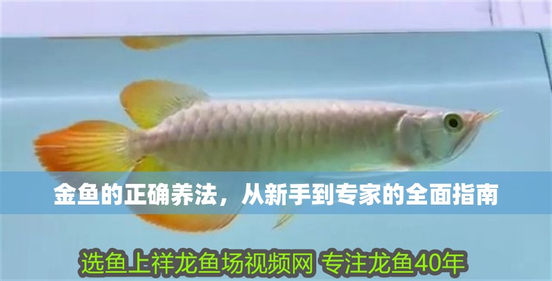 金魚的正確養(yǎng)法，從新手到專家的全面指南