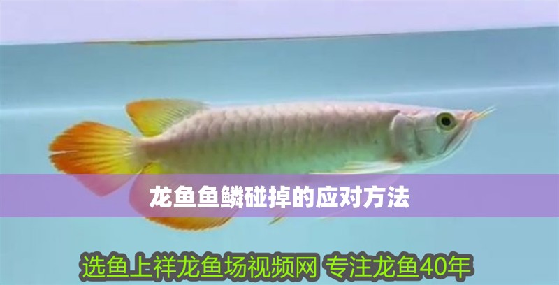 龍魚魚鱗碰掉的應對方法 龍魚魚鱗碰掉的應對方法 水族問答