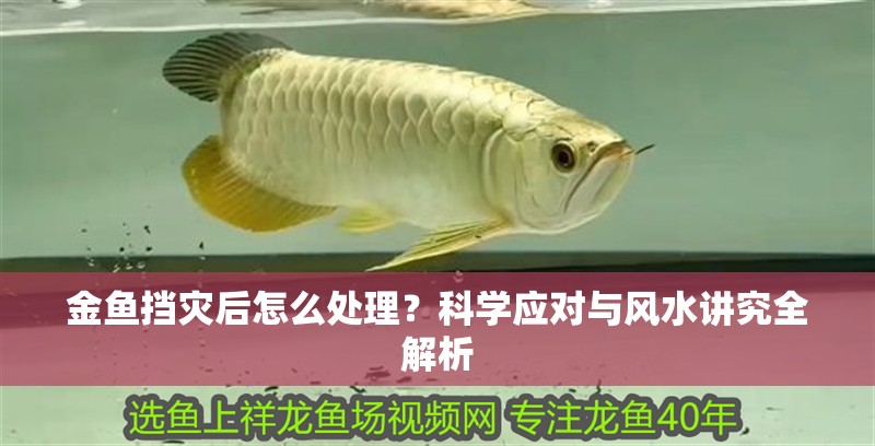 金魚擋災(zāi)后怎么處理？科學(xué)應(yīng)對與風(fēng)水講究全解析