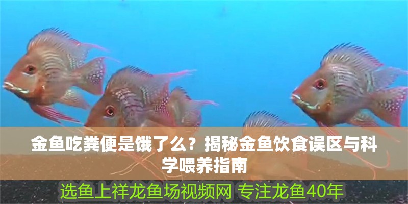金魚(yú)吃糞便是餓了么？揭秘金魚(yú)飲食誤區(qū)與科學(xué)喂養(yǎng)指南
