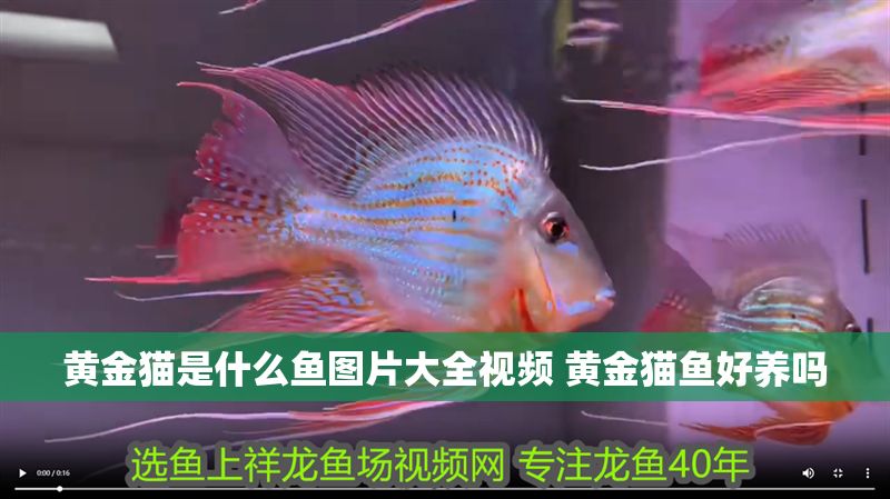 黃金貓是什么魚圖片大全視頻 黃金貓魚好養嗎