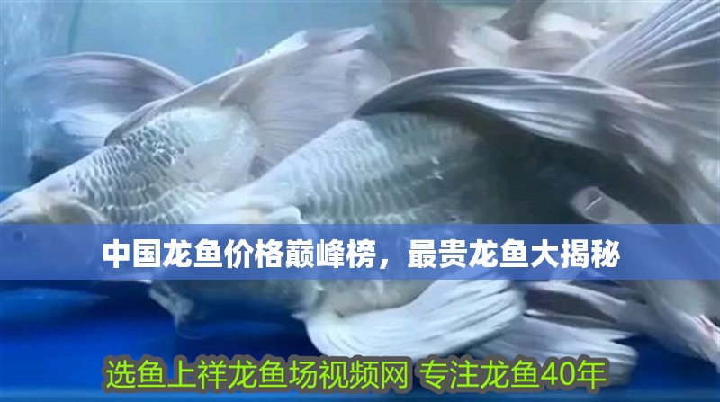 中國龍魚價格巔峰榜，最貴龍魚大揭秘
