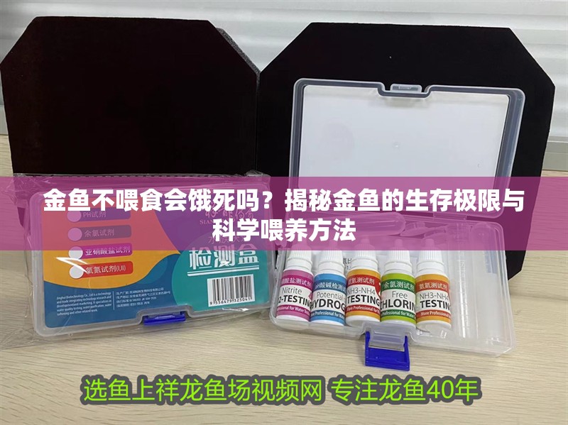 金魚不喂食會餓死嗎？揭秘金魚的生存極限與科學喂養方法