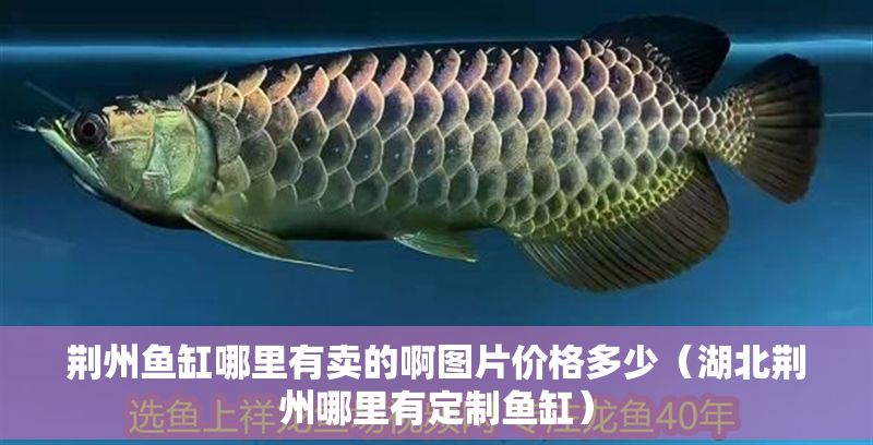 荊州魚缸哪里有賣的啊圖片價(jià)格多少（湖北荊州哪里有定制魚缸）