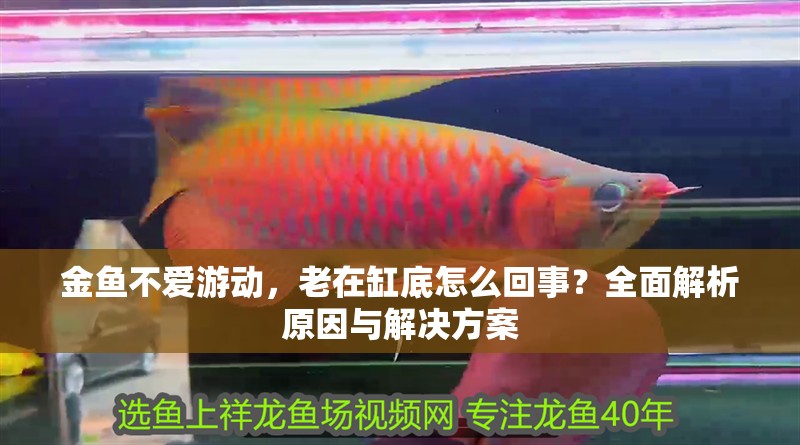 金魚不愛(ài)游動(dòng)，老在缸底怎么回事？全面解析原因與解決方案