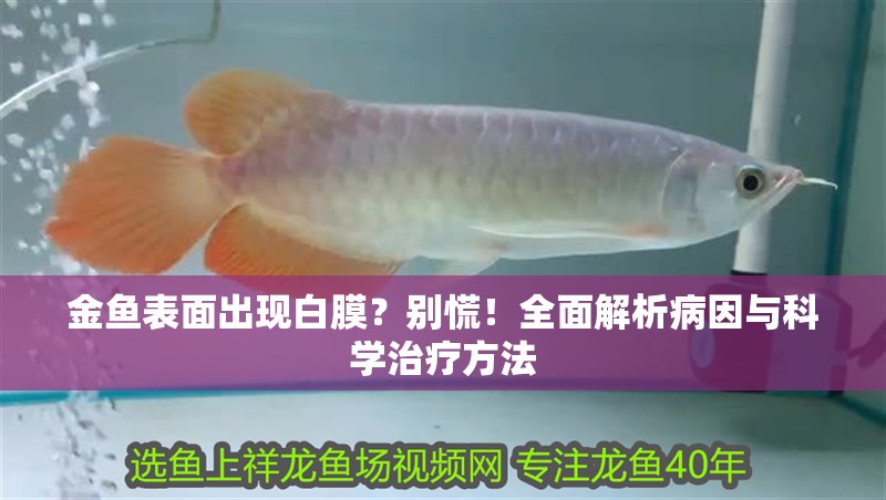 金魚表面出現白膜？別慌！全面解析病因與科學治療方法