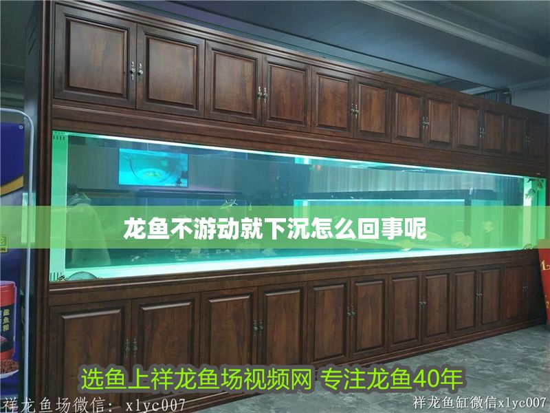 龍魚不游動就下沉怎么回事呢
