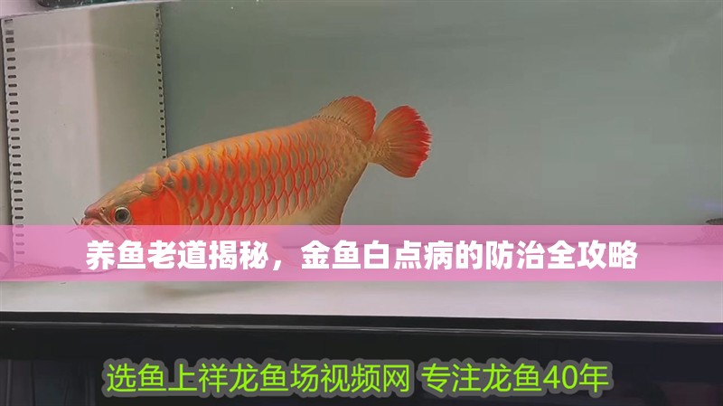 養(yǎng)魚老道揭秘，金魚白點(diǎn)病的防治全攻略