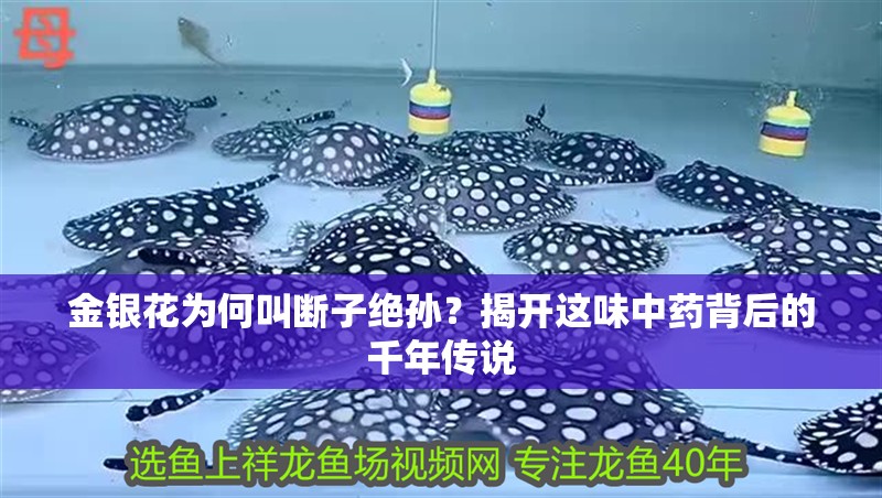 金銀花為何叫斷子絕孫？揭開這味中藥背后的千年傳說