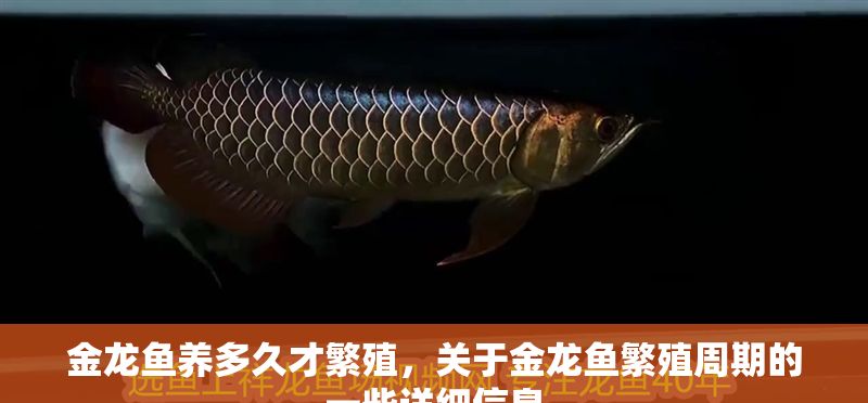 金龍魚養多久才繁殖，關于金龍魚繁殖周期的一些詳細信息