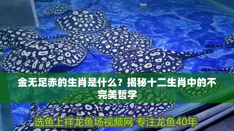 金無足赤的生肖是什么？揭秘十二生肖中的不完美哲學