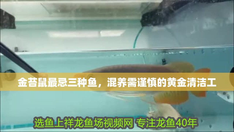金苔鼠最忌三種魚，混養需謹慎的黃金清潔工