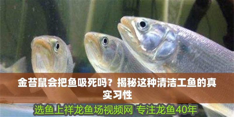 金苔鼠會把魚吸死嗎？揭秘這種清潔工魚的真實(shí)習(xí)性