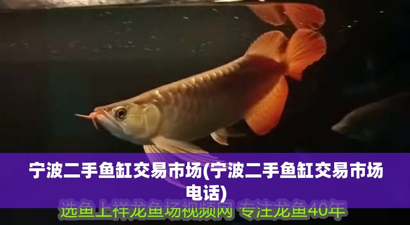寧波二手魚缸交易市場(寧波二手魚缸交易市場電話)
