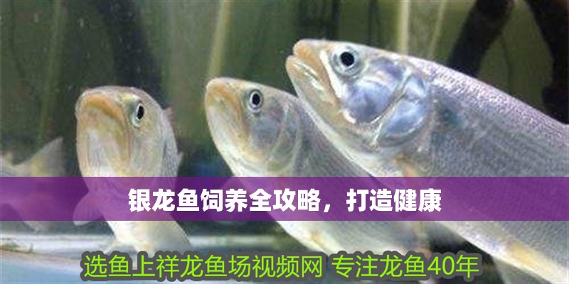 銀龍魚飼養(yǎng)全攻略，打造健康