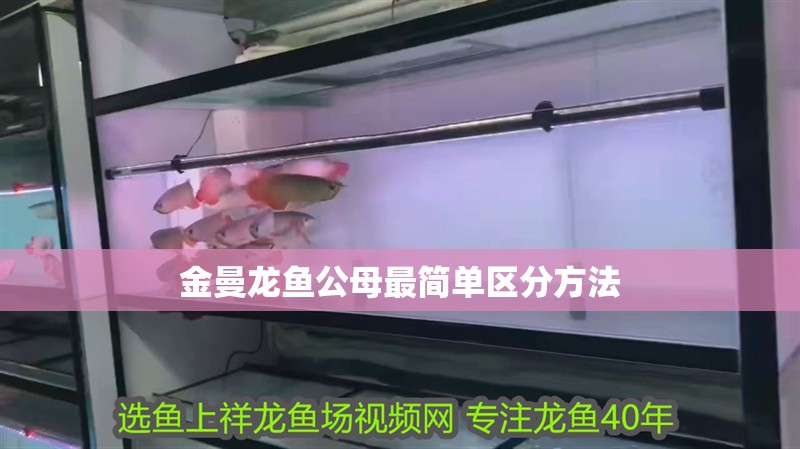 金曼龍魚公母最簡單區分方法