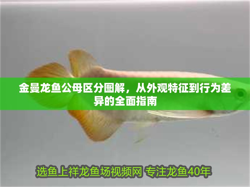 金曼龍魚公母區分圖解，從外觀特征到行為差異的全面指南