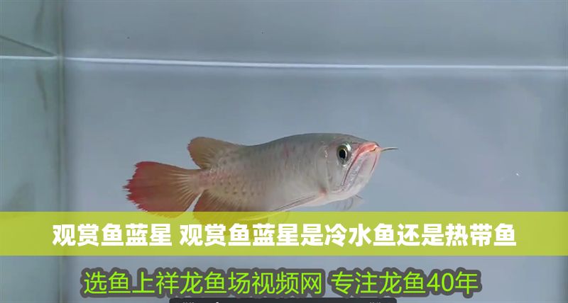 觀賞魚藍(lán)星 觀賞魚藍(lán)星是冷水魚還是熱帶魚