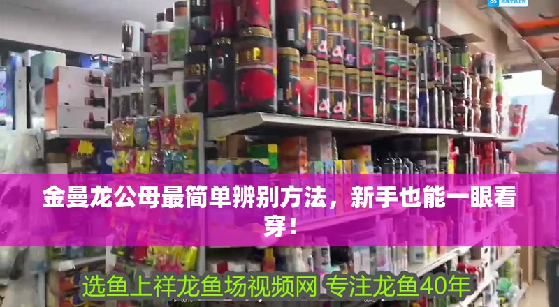 金曼龍公母最簡單辨別方法，新手也能一眼看穿！