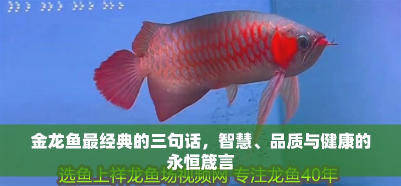 金龍魚最經典的三句話，智慧、品質與健康的永恒箴言
