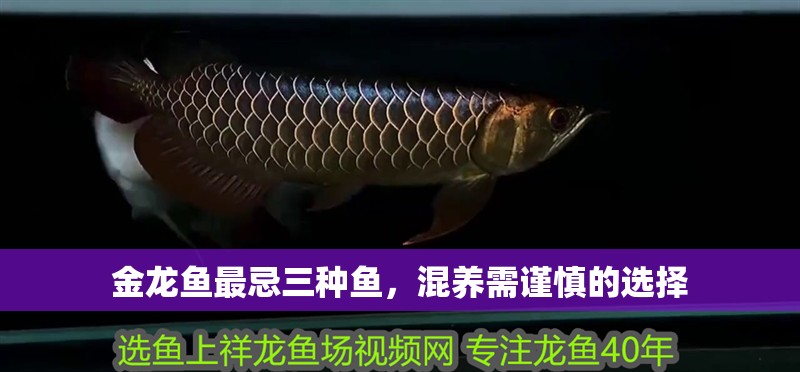 金龍魚最忌三種魚，混養(yǎng)需謹慎的選擇