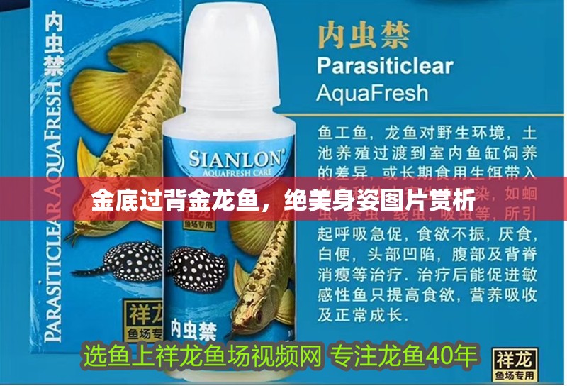 金底過背金龍魚，絕美身姿圖片賞析