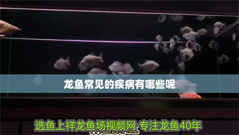 龍魚常見的疾病有哪些呢