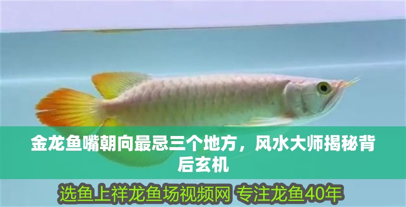 金龍魚嘴朝向最忌三個地方，風水大師揭秘背后玄機