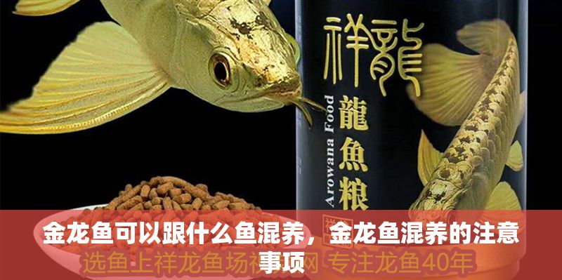 金龍魚可以跟什么魚混養，金龍魚混養的注意事項