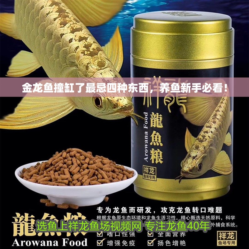 金龍魚撞缸了最忌四種東西，養魚新手必看！