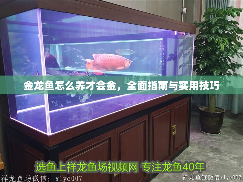 金龍魚(yú)怎么養(yǎng)才會(huì)金，全面指南與實(shí)用技巧