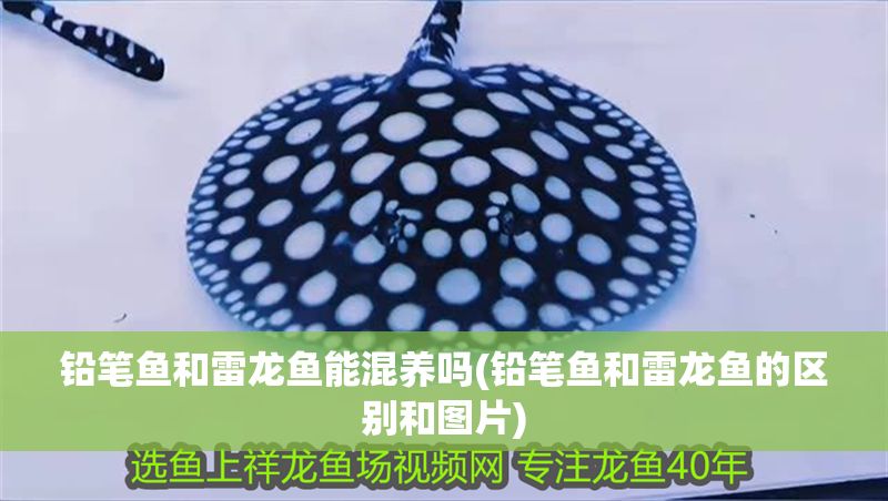 鉛筆魚和雷龍魚能混養(yǎng)嗎(鉛筆魚和雷龍魚的區(qū)別和圖片)