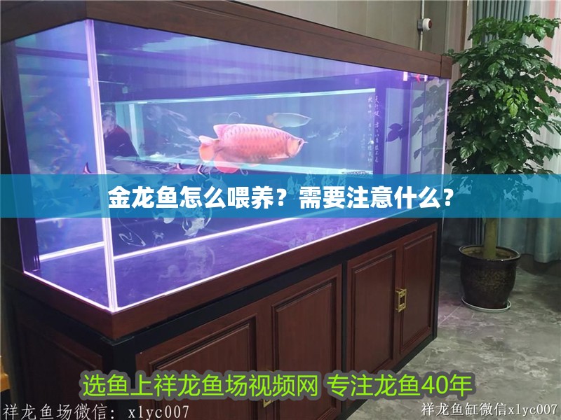 金龍魚怎么喂養(yǎng)？需要注意什么？