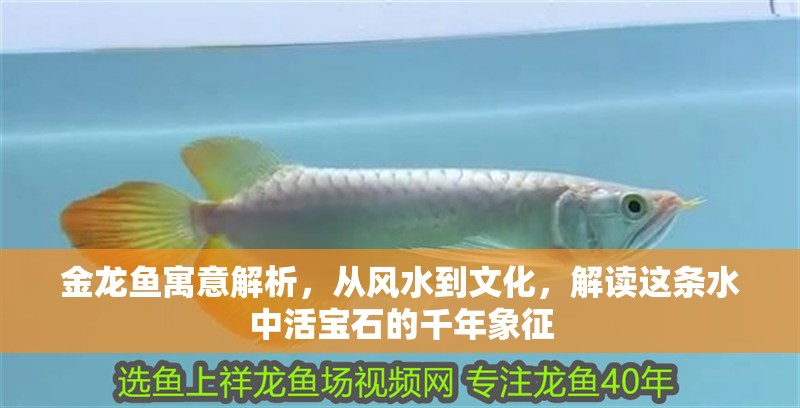 金龍魚寓意解析，從風水到文化，解讀這條水中活寶石的千年象征