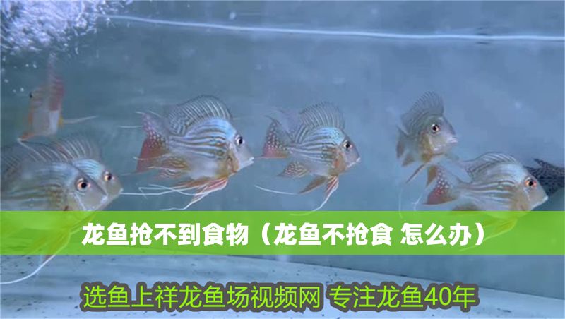 龍魚搶不到食物（龍魚不搶食 怎么辦）
