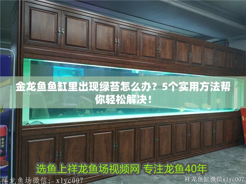 金龍魚魚缸里出現綠苔怎么辦？5個實用方法幫你輕松解決！