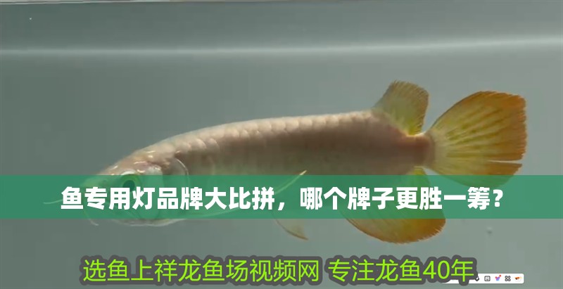魚專用燈品牌大比拼，哪個(gè)牌子更勝一籌？