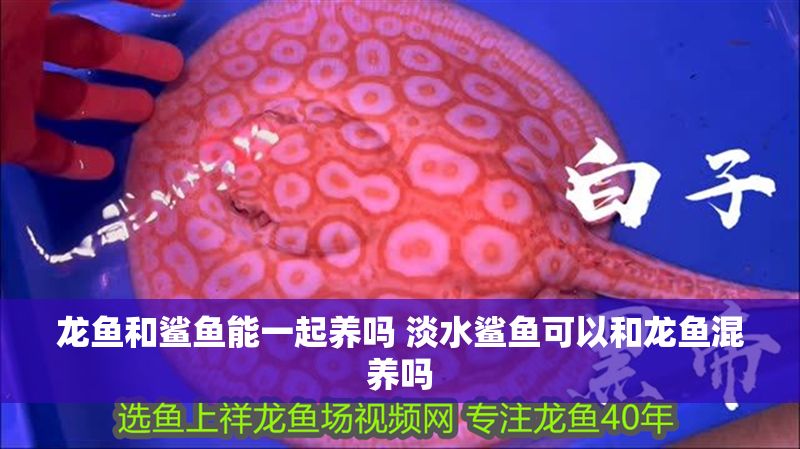 龍魚和鯊魚能一起養嗎 淡水鯊魚可以和龍魚混養嗎