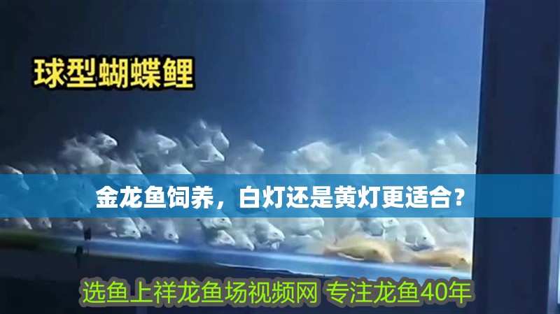 金龍魚飼養，白燈還是黃燈更適合？